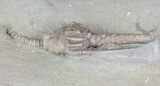 Macrocrinus Crinoid With Long Anal Tube - Indiana #65988-2